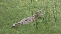 Krokodil im Gras